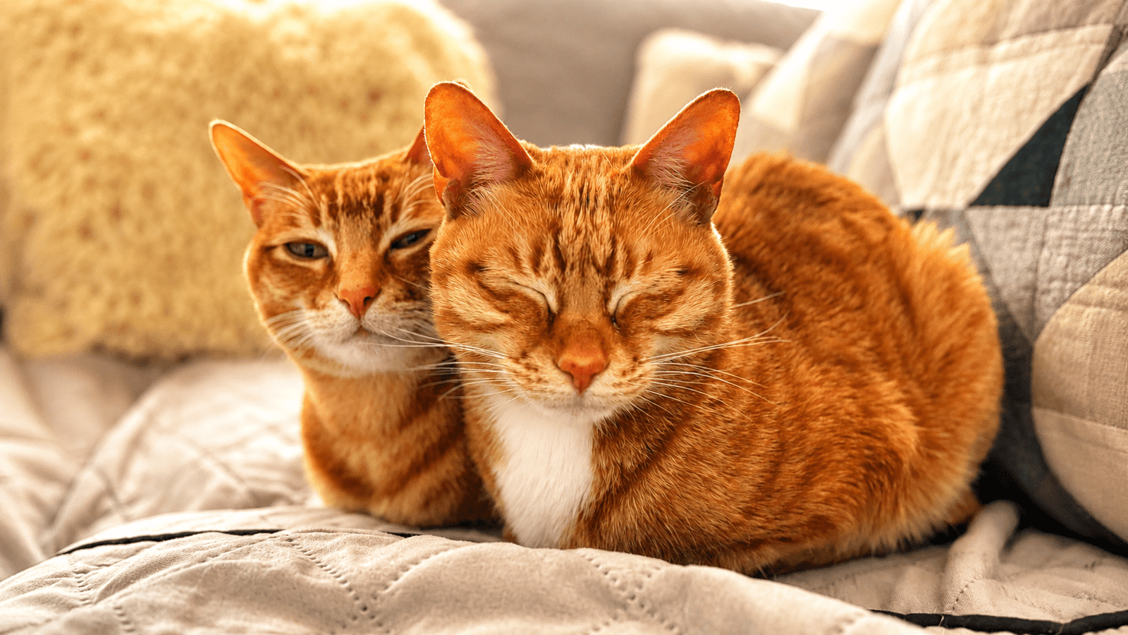 Two orange tabby cats cuddling together on a cozy bed in warm natural sunlight, representing the real-life inspiration behind personalized pet keepsake products.
