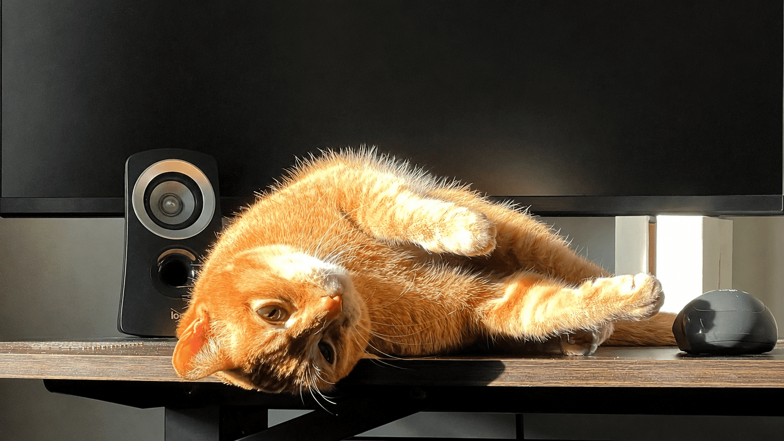 Orange tabby cat lying upside down on a desk shelf in warm sunlight beside computer speakers and a monitor.
