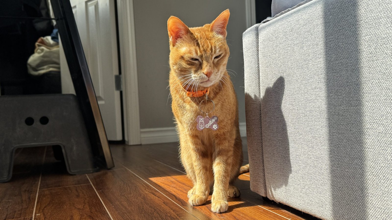 Orange senior cat sitting in warm sunlight beside a sofa, wearing a personalized pink pet ID tag engraved with the name “Coffee.”