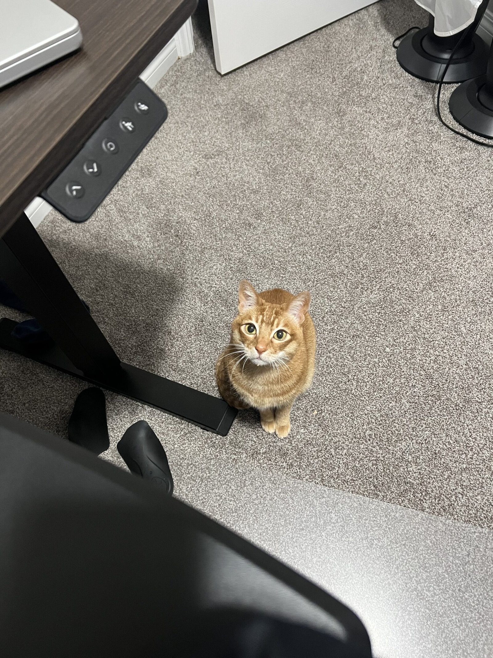Orange tabby cat sitting beside a standing desk, looking up attentively inside a cozy home office workspace.