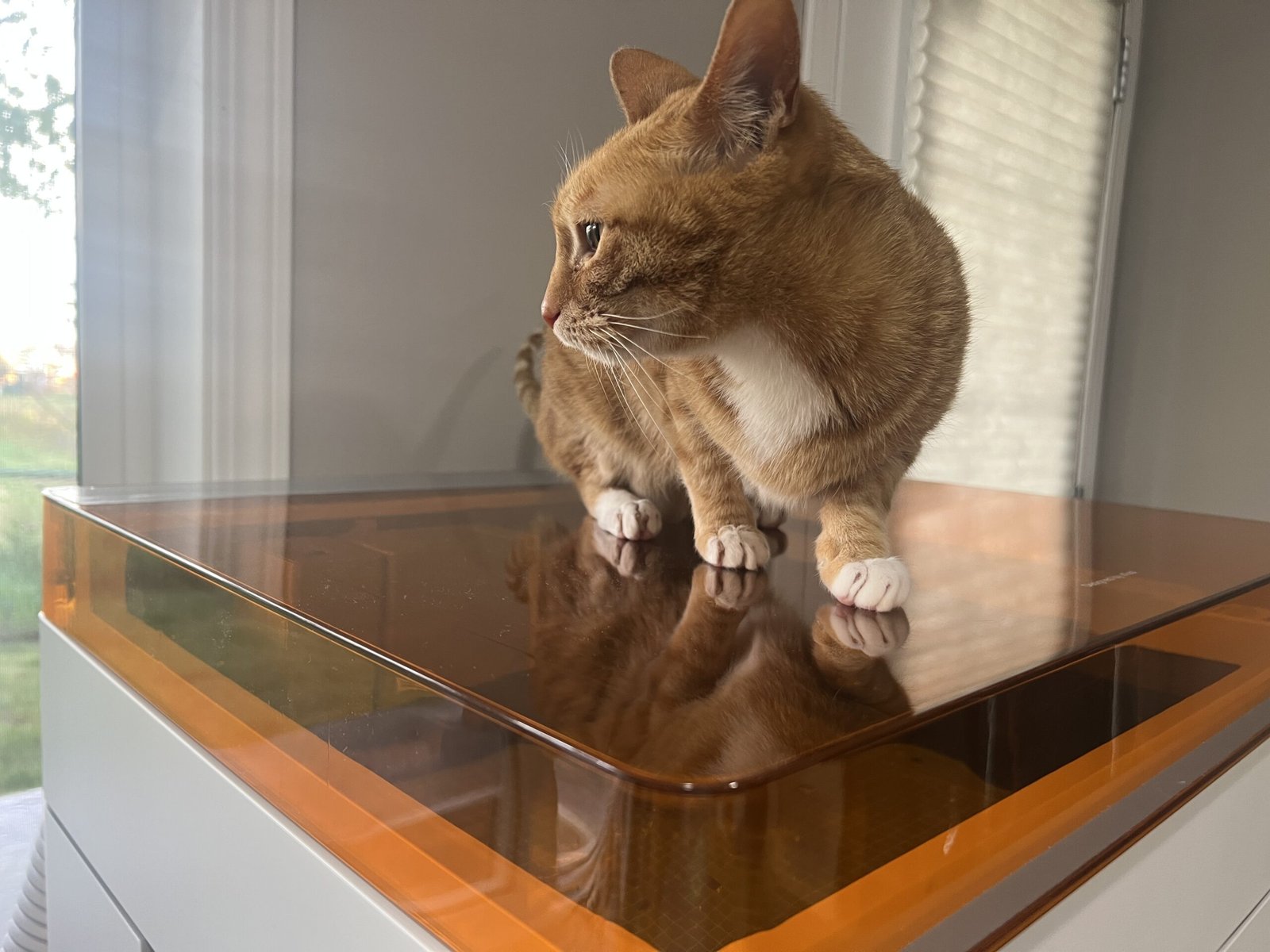 Orange tabby cat standing on top of an orange-lid laser engraving machine near a bright window inside a cozy home workshop.