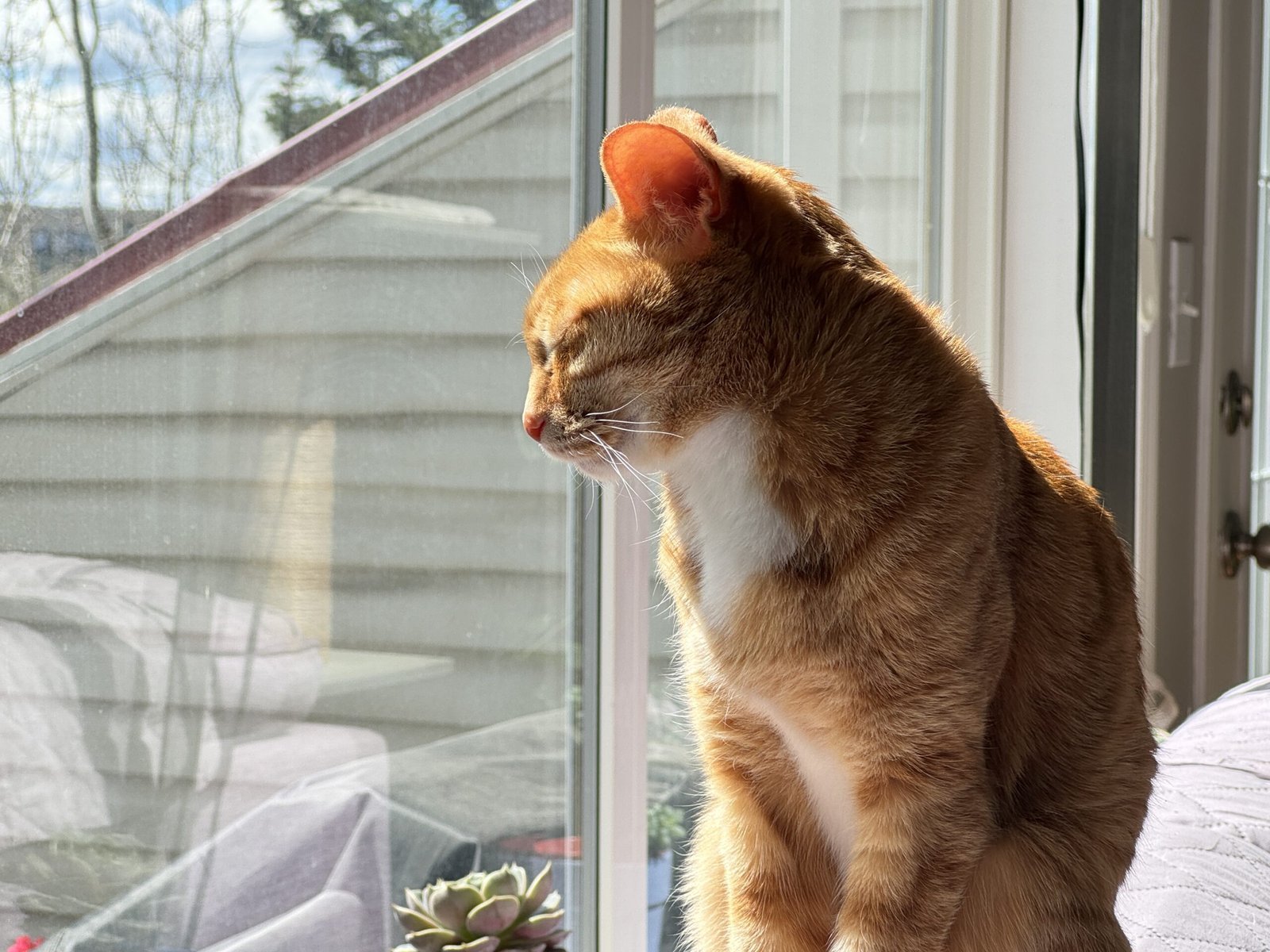 Orange tabby cat sitting peacefully beside a sunlit window with warm golden light illuminating its fur.