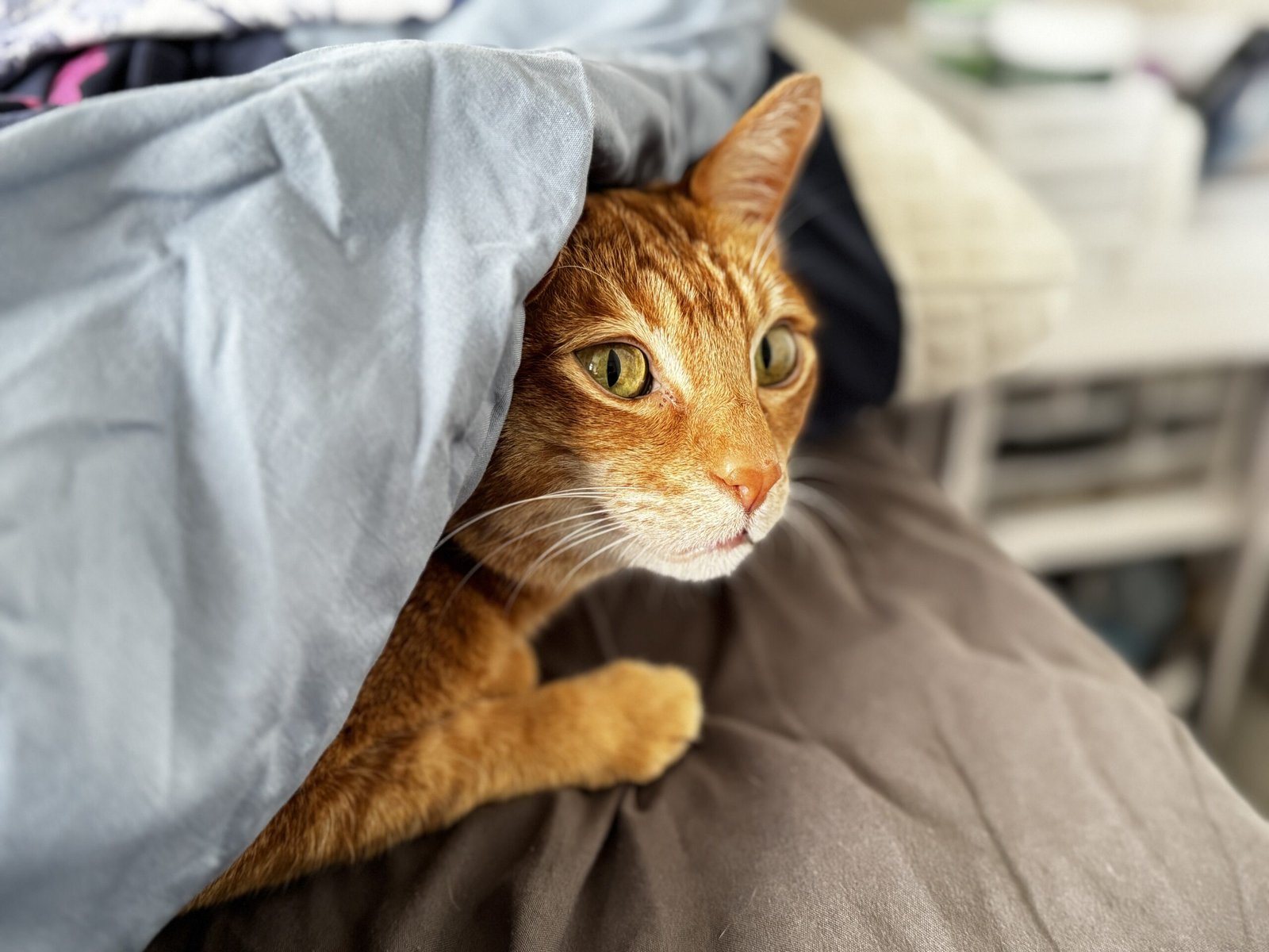 Close-up portrait of an orange cat peeking out from under soft blankets, resting comfortably on a bed with warm natural light and curious golden eyes.