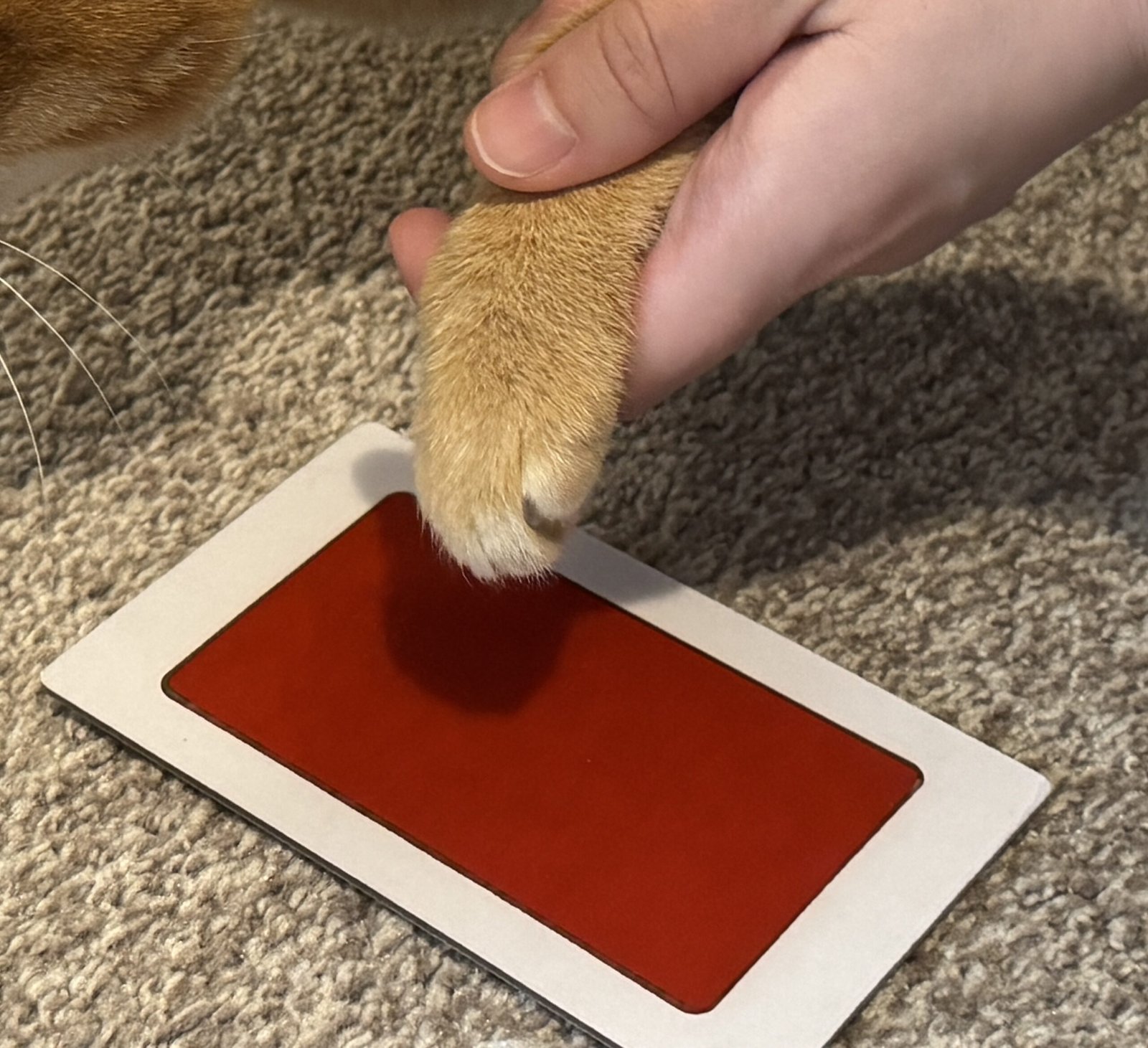 Close-up photo of a person gently pressing an orange cat’s paw onto a red ink pad on a soft carpet, capturing a paw print keepsake memory at home.
