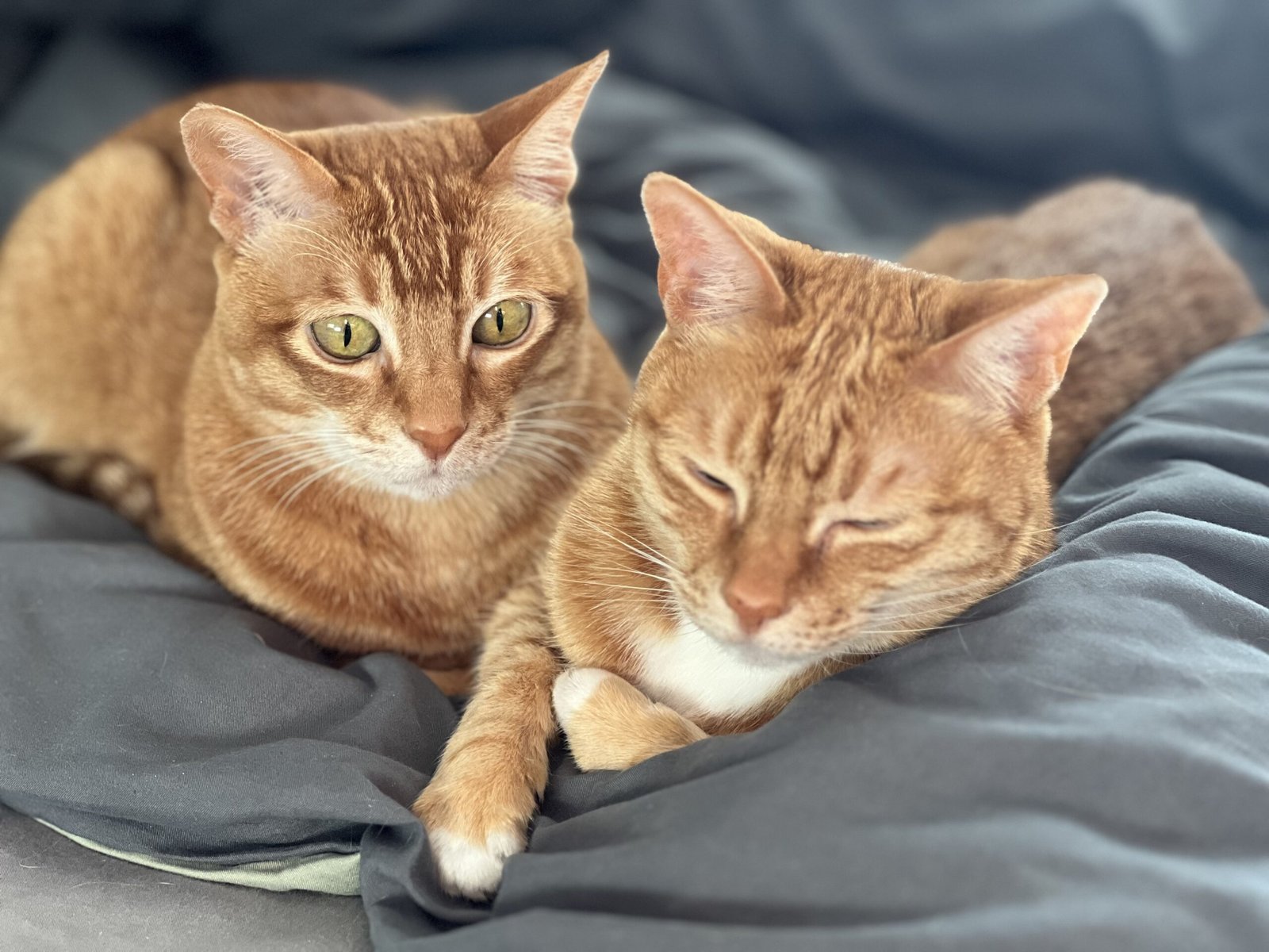 Two orange tabby cats resting together on a soft dark grey bed, with one cat looking toward the camera while the other relaxes peacefully beside them.