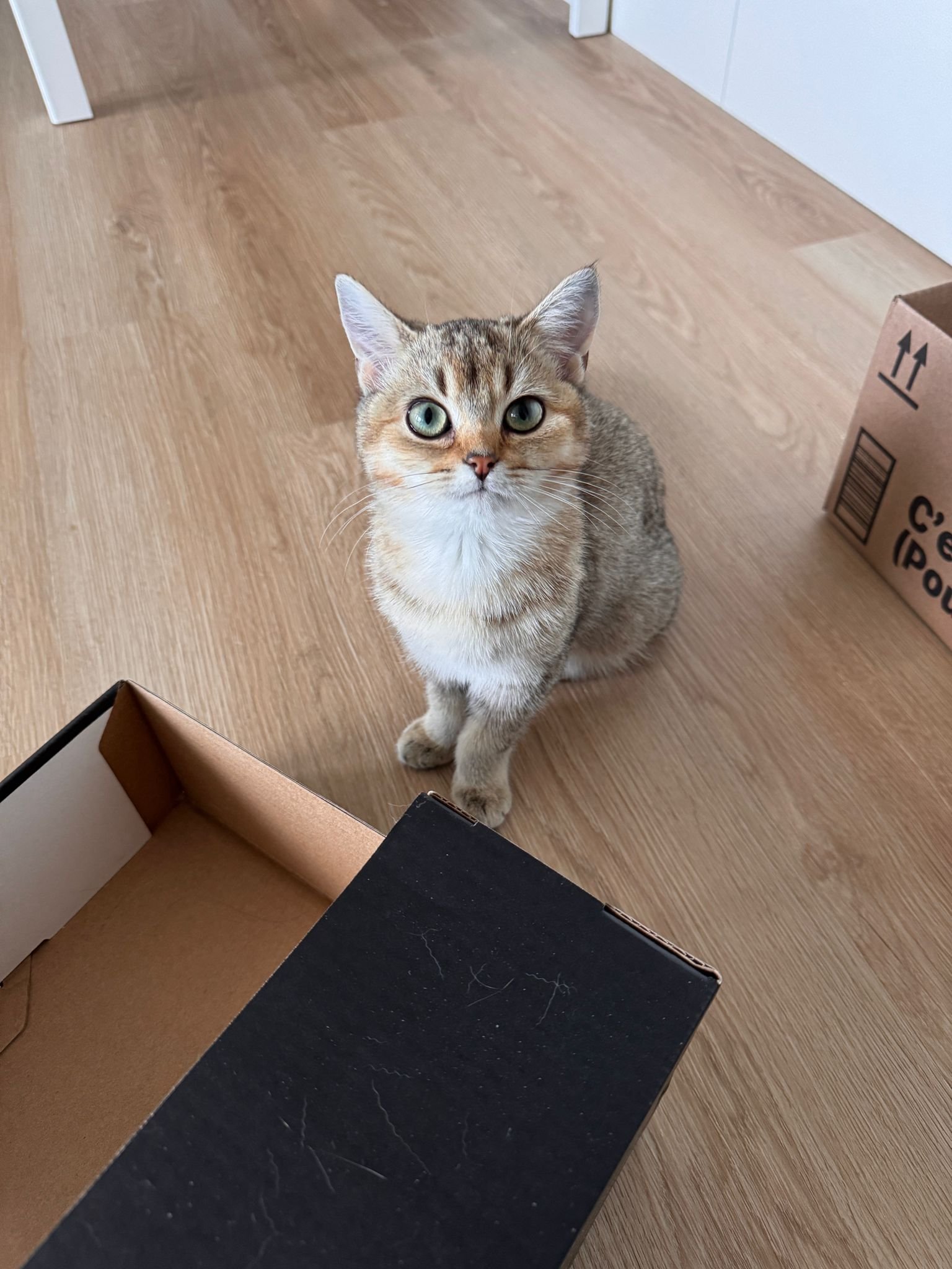 Reference photo of a small golden tabby cat with green eyes sitting on a light wooden floor beside cardboard boxes, looking directly at the camera.