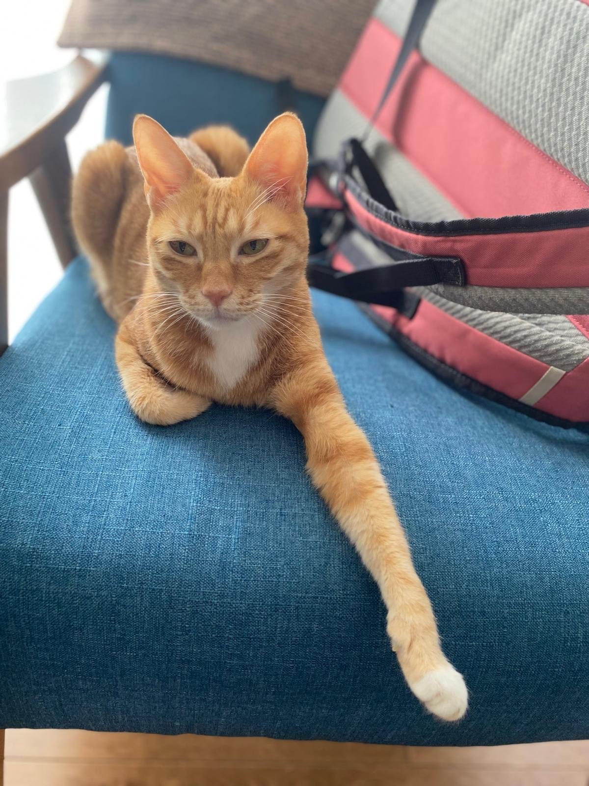 Orange tabby cat relaxing on a blue chair with one paw stretched forward beside a backpack indoors.