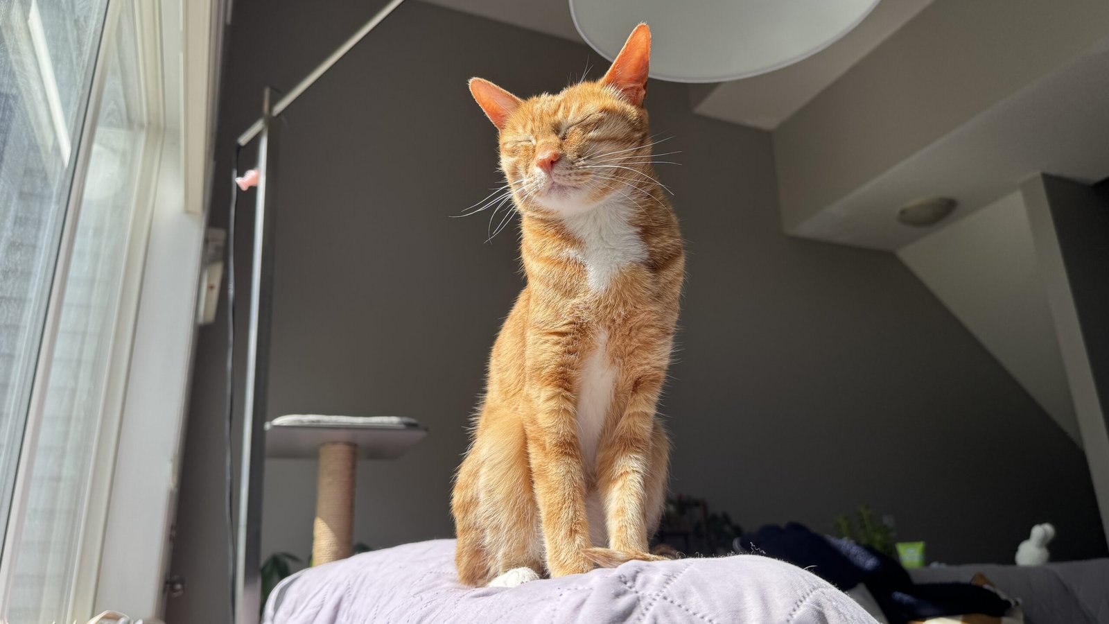 Senior orange tabby cat sitting peacefully in warm sunlight beside a window indoors with eyes closed.