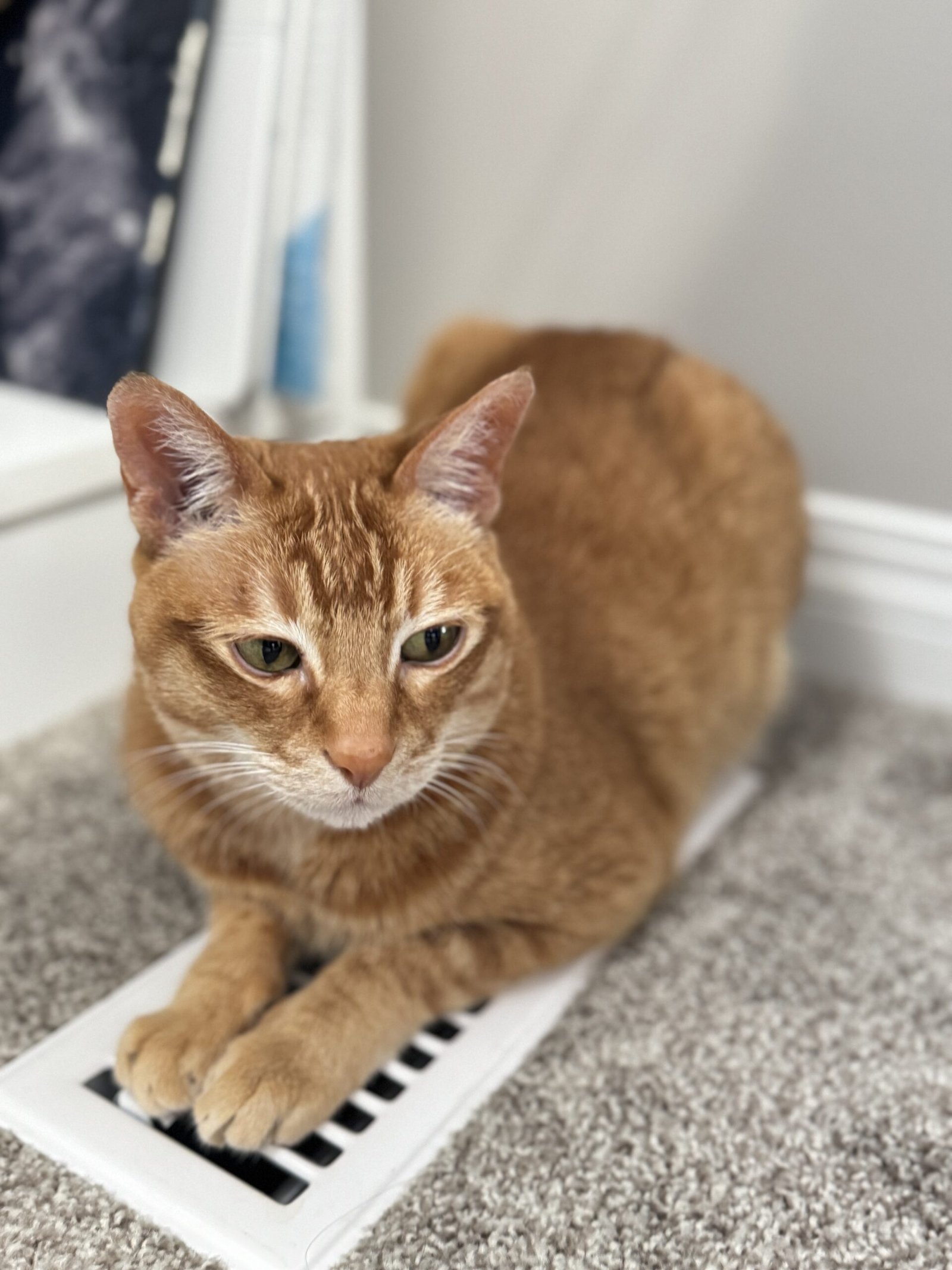 Senior orange tabby cat resting with paws tucked over a floor vent on a soft carpet indoors.