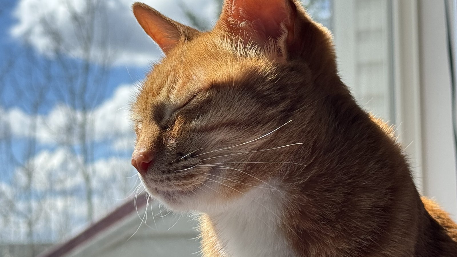 Close-up portrait of a senior orange tabby cat peacefully resting by a sunny window with eyes gently closed, surrounded by soft natural light and a blue sky background.