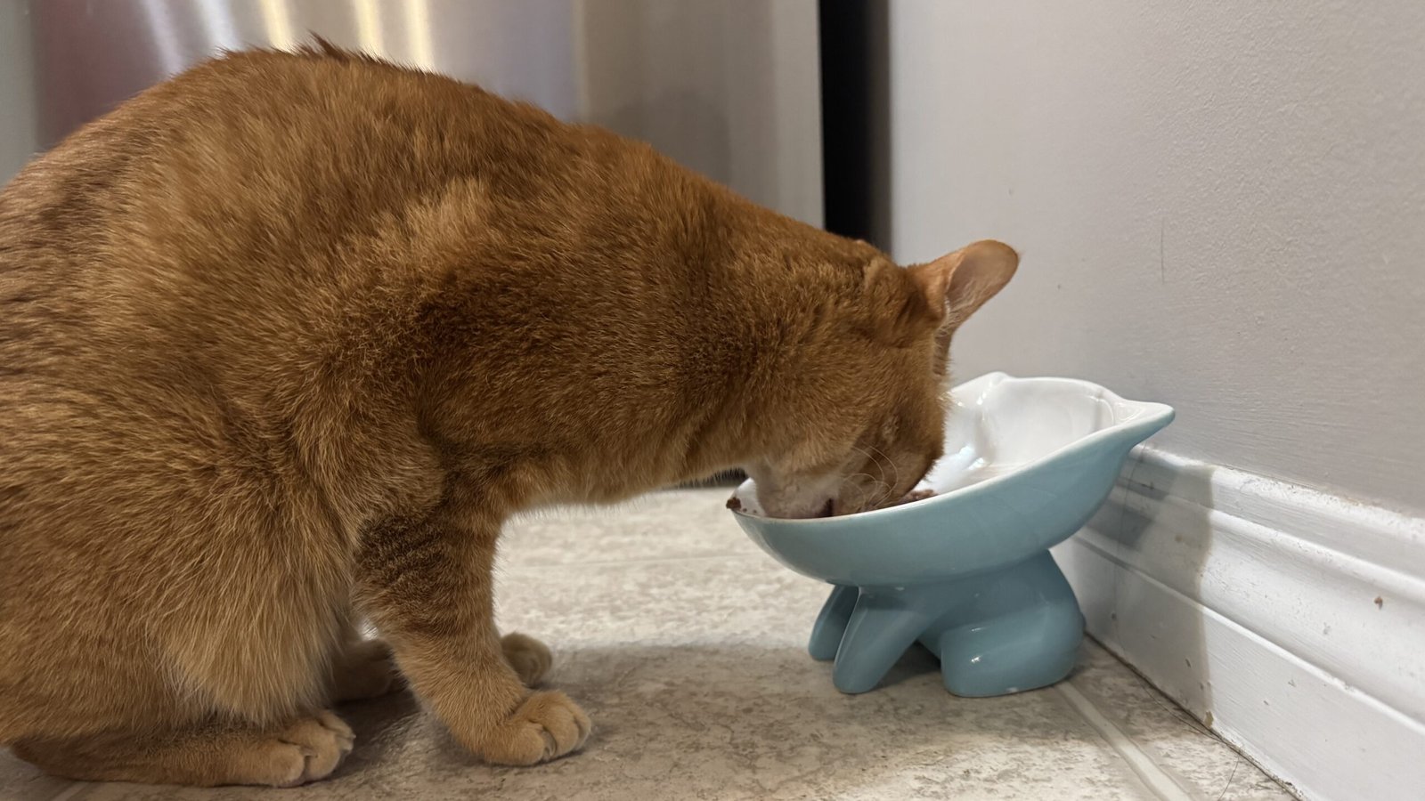 Senior orange tabby cat eating wet food from a raised ceramic cat bowl on a kitchen floor indoors.