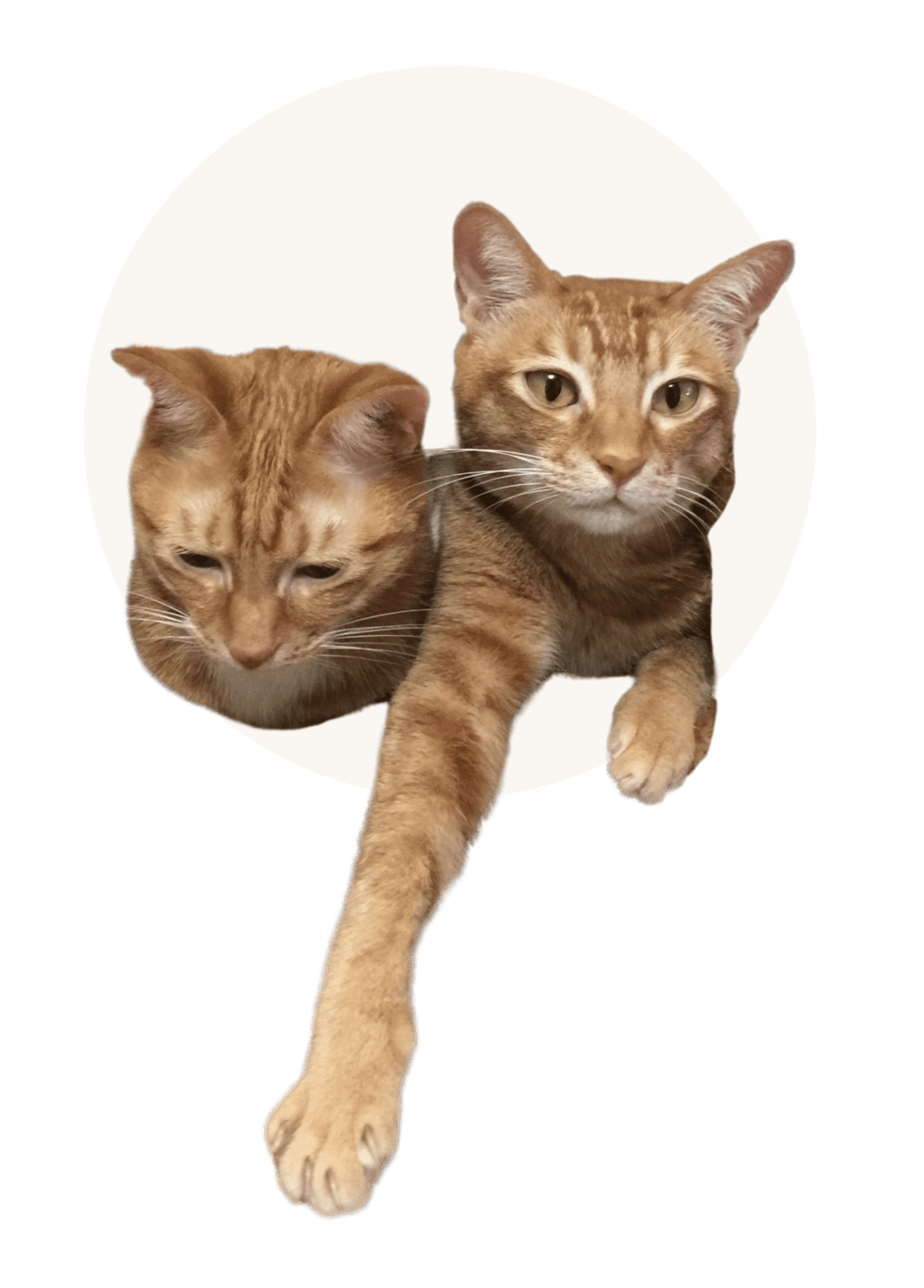 Coffee and Cookie, two senior orange tabby cats, peeking through a soft beige circle frame with one paw reaching forward. Cute pet brand logo design featuring real cat photography on a clean black background.