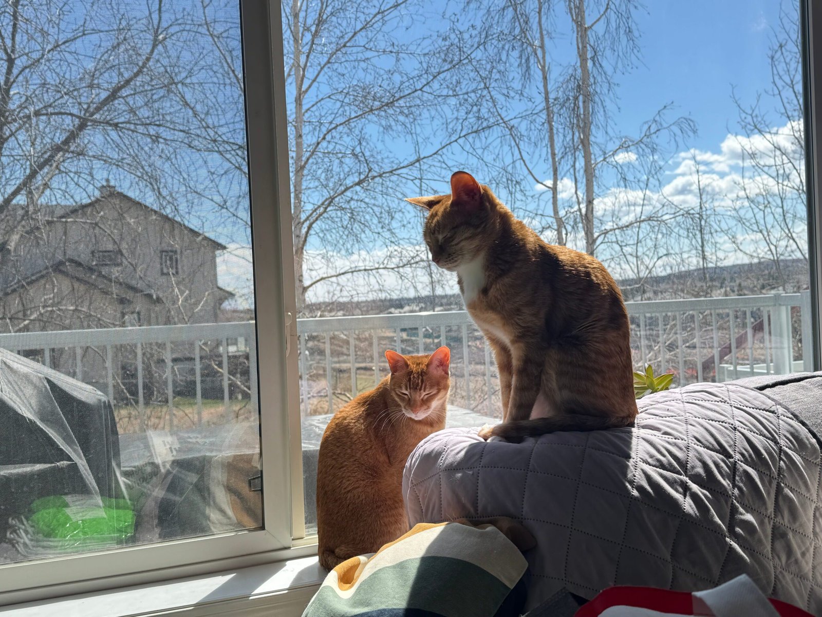 Two orange tabby cats sitting peacefully by a sunny window overlooking trees and a backyard view.