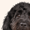 Close-up oil painting style pet portrait of a fluffy black curly-haired dog with expressive brown eyes, a textured black coat, and a soft cream background.