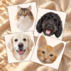 Collection of four custom oil painting style pet portraits featuring a fluffy tabby cat, black curly-haired dog, Golden Retriever, and orange kitten, displayed on warm cream linen.